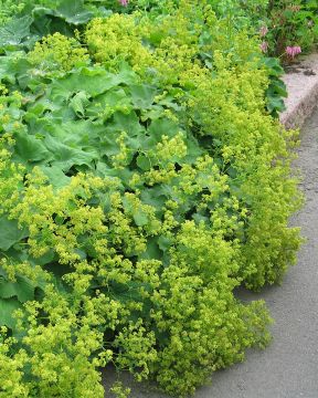 Jättipoimulehti 6 kpl