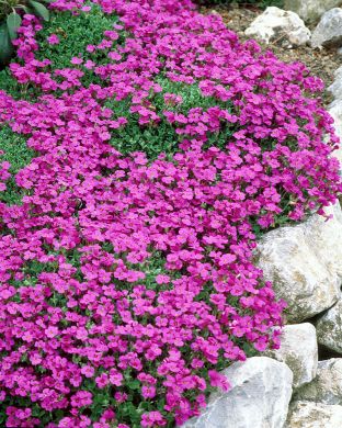 Tarharistikki Cascade Purple 6 kpl