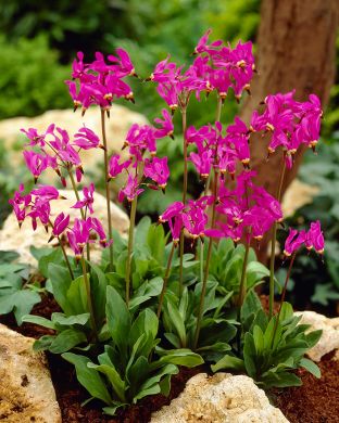 Vuorijumaltenkukka 3 kpl