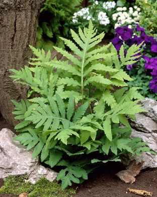 Helmisaniainen 3 kpl