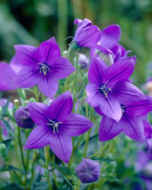 Jalokello Astra Blue 3 kpl