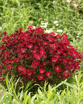 Patjarikko Purpurteppich 6 kpl