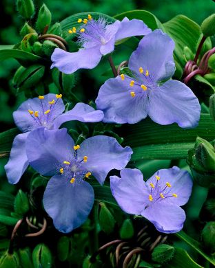 Tarhajuoru J.C. Weguelin 3 kpl