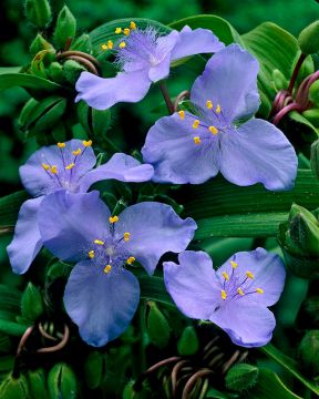 Tarhajuoru J.C. Weguelin 3 kpl