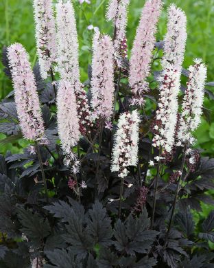 Syyskimikki Brunette