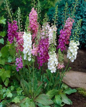 Purppuratulikukka mix 6 kpl