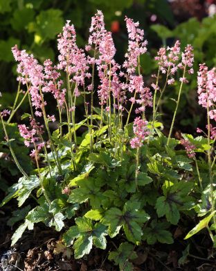 Rusohaltiankukka Pink Fizz