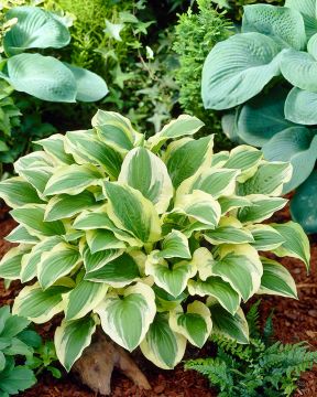 Kuunlilja Austin Dickinson 3 kpl