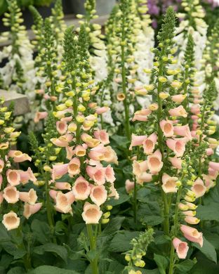 Sormustinkukka Apricot 6 kpl