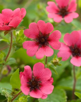 Nepalinhanhikki Ron McBeath 3 kpl