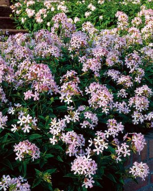 Rohtosuopayrtti 3 kpl