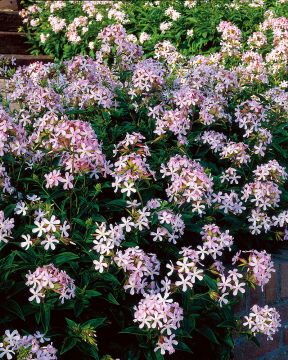 Rohtosuopayrtti 3 kpl