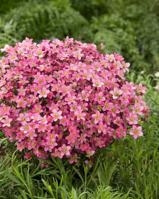 Patjarikko Blutenteppich 6 kpl