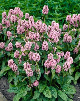 Rohtopähkämö Rosea 3 kpl