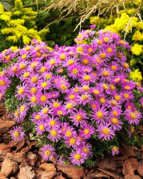 Pörriäiskeidas-perennapenkki 18 kpl