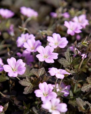 Jalokurjenpolvi Dusky Crug 3 kpl