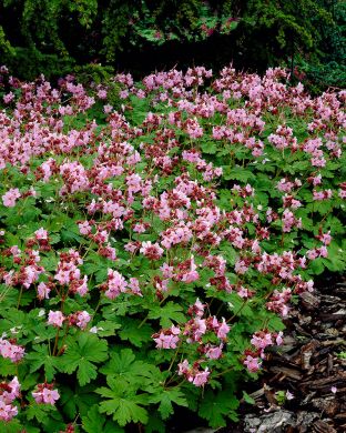 Tuoksukurjenpolvi Ingwersen´s Variety 3 kpl