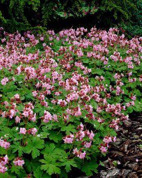 Tuoksukurjenpolvi Ingwersen´s Variety 3 kpl