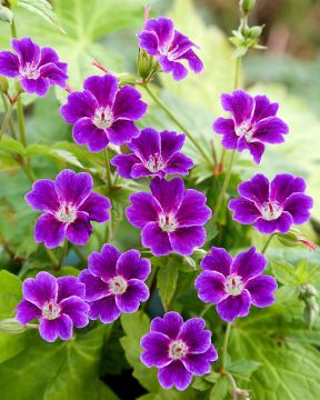 Hämykurjenpolvi Tony´s Talisman 3 kpl