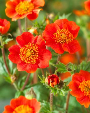 Tulikellukka Koi 3 kpl