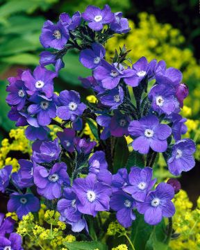 Italianrasti Loddon Royalist 3 kpl