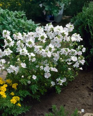 Myskimalva mix 6 kpl