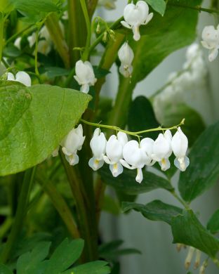 Särkynytsydän valkoinen 3 kpl