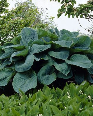 Kuunlilja Big Daddy 3 kpl