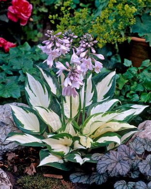 Kuunlilja Fire and Ice 3 kpl