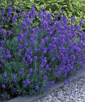 Tähkälaventeli Hidcote 3 kpl