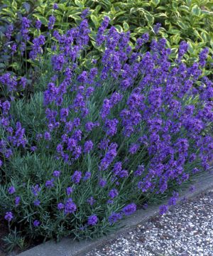 Tähkälaventeli Hidcote 3 kpl