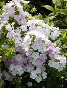 Purppurapörriäinen-perennapenkki syyssipuleilla 83 kpl