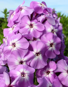 Jättileimu Goliath 3 kpl