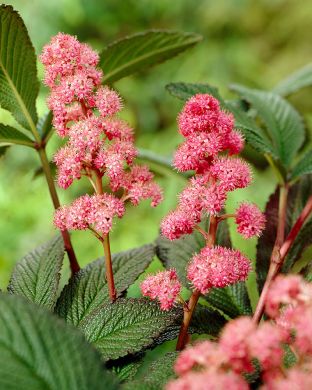 Sulkavaleangervo Bronze Peacock