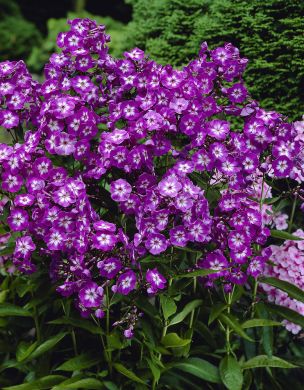 Syysleimu Laura 5 kpl