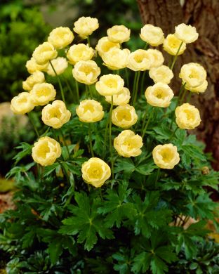 Tarhakullero Cheddar 3 kpl