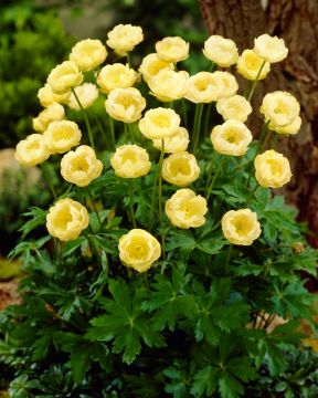 Tarhakullero Cheddar 3 kpl