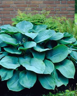 Kuunlilja Elegans 3 kpl