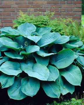 Kuunlilja Elegans 3 kpl