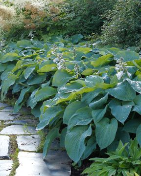 Kuunlilja Elegans 3 kpl