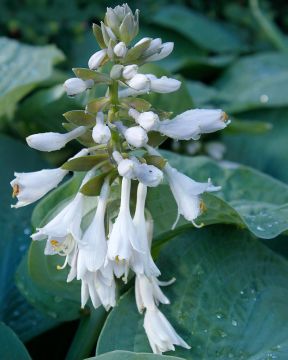 Kuunlilja Elegans 3 kpl