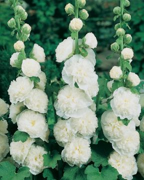 Tarhasalkoruusu -lajitelma 6 kpl