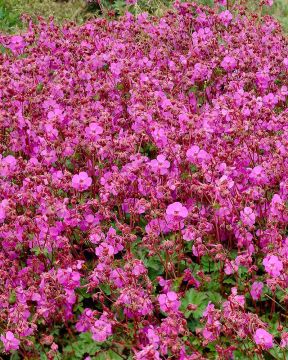 Peittokurjenpolvi Karmina 3 kpl