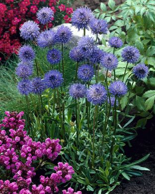 Etelänmunkki Blaulicht 6 kpl