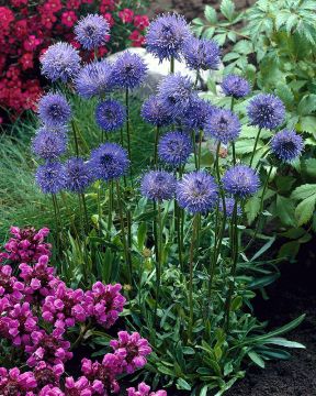 Etelänmunkki Blaulicht 6 kpl