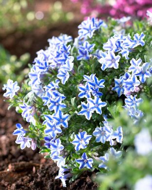 Sinilemmiö White Star 3 kpl