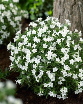 Sinilemmiö Alba 3 kpl