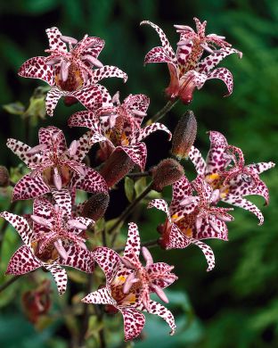 Kannuskonnanlilja Purple Beauty 6 kpl