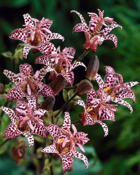 Kannuskonnanlilja Purple Beauty 6 kpl