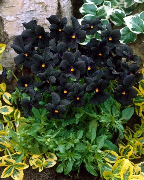 Tarhasarviorvokki Molly Sanderson 3 kpl